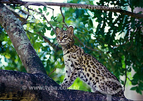  Oncilla (Leopardus tigrinus) - also known as Little spotted cat or Tigrillo  - Ceara state (CE) - Brazil