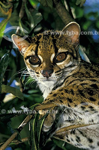  Margay cat (Felis wiedii) - Atlantic Rainforest  - Santa Teresa city - Espirito Santo state (ES) - Brazil