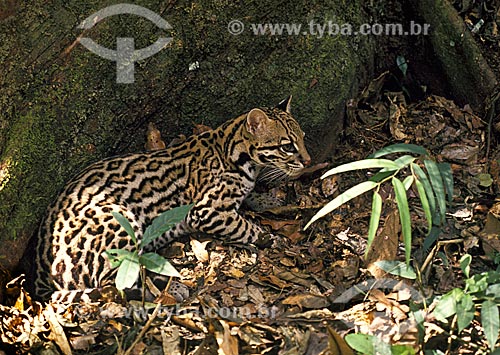  Ocelot or Dwarf Leopard (Felis pardalis)  - Amazonas state (AM) - Brazil