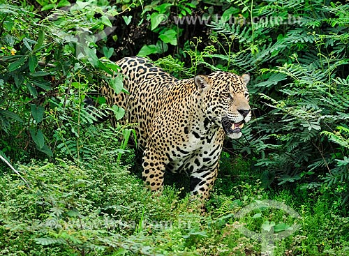  Jaguar (Panthera onca) on the bank of Piquiri River  - Barao de Melgaço city - Mato Grosso state (MT) - Brazil