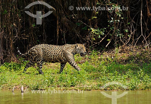  Jaguar (Panthera onca) on the bank of Piquiri River  - Barao de Melgaço city - Mato Grosso state (MT) - Brazil