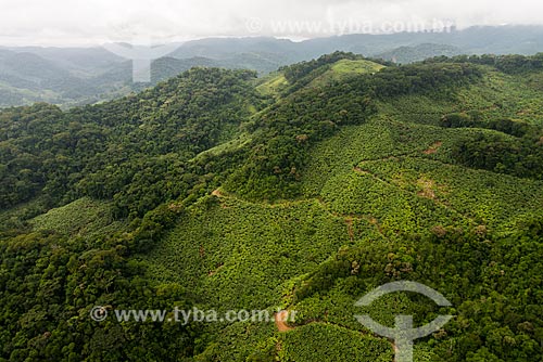  Banana plantation on the slope of hill in Cafezal Mountains  - Miracatu city - Sao Paulo state (SP) - Brazil
