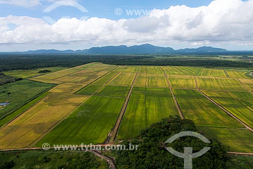  Rice plantation in the rural zone of Iguape city  - Iguape city - Sao Paulo state (SP) - Brazil