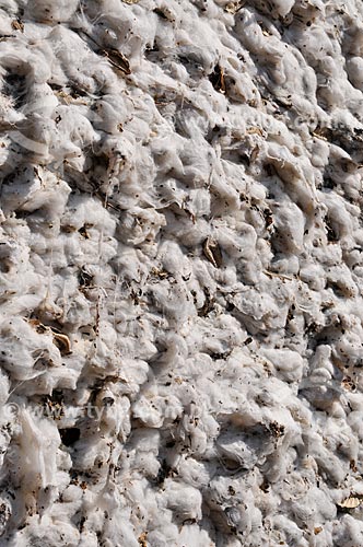  Detail of pressed cotton after harvest  - Chapadao do Sul city - Mato Grosso do Sul state (MS) - Brazil