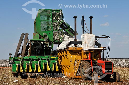  Harvester unloading cotton in the press  - Chapadao do Sul city - Mato Grosso do Sul state (MS) - Brazil