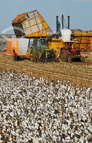  Tractor with bassboy unloading cotton in the press  - Chapadao do Sul city - Mato Grosso do Sul state (MS) - Brazil