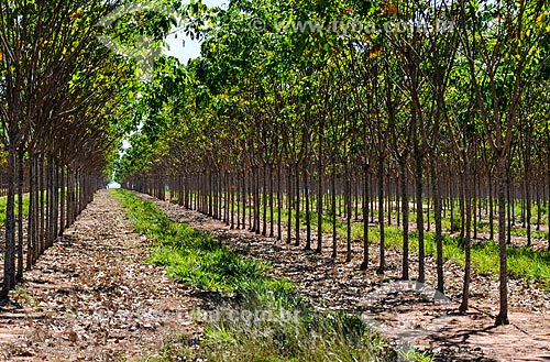  Cultivation of rubber trees - Rubber trees with 3 years old  - Cassilandia city - Mato Grosso do Sul state (MS) - Brazil