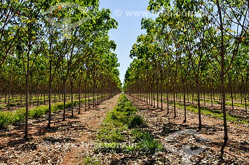  Cultivation of rubber trees - Rubber trees with 3 years old  - Cassilandia city - Mato Grosso do Sul state (MS) - Brazil