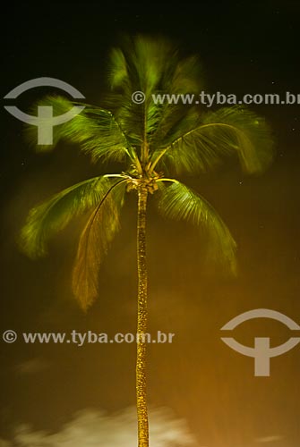  Night view of coconut trees - Porto de Galinhas Beach  - Ipojuca city - Pernambuco state (PE) - Brazil