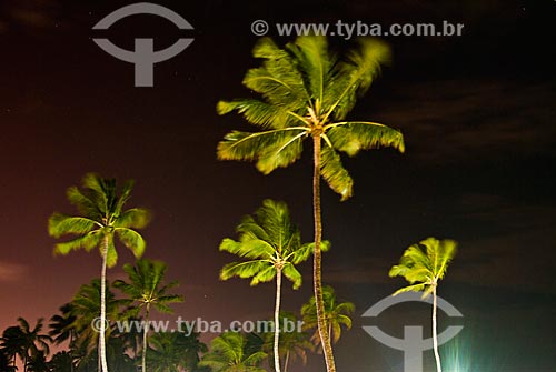  Night view of coconut trees - Porto de Galinhas Beach  - Ipojuca city - Pernambuco state (PE) - Brazil