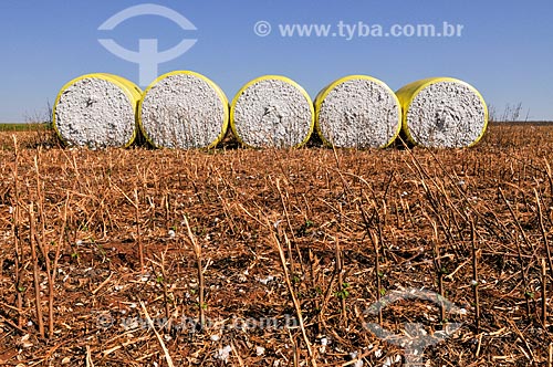  Cotton bales pressed for harvesters  - Chapadao do Sul city - Mato Grosso do Sul state (MS) - Brazil