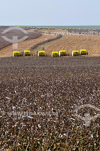  Cotton bales pressed for harvesters  - Chapadao do Sul city - Mato Grosso do Sul state (MS) - Brazil