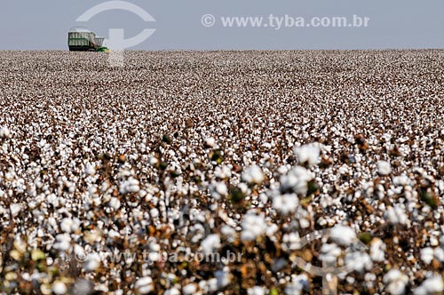  Cotton plantation  - Chapadao do Sul city - Mato Grosso do Sul state (MS) - Brazil