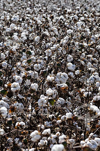  Cotton plantation  - Chapadao do Sul city - Mato Grosso do Sul state (MS) - Brazil