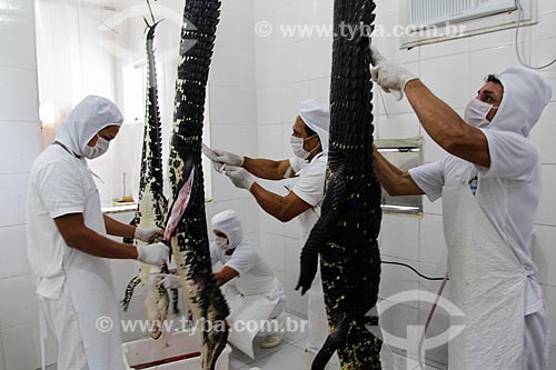  Workers removing the leather of Black Caiman (Melanosuchus niger) after slaughter - Cunia Lake Extractive Reserve  - Porto Velho city - Rondonia state (RO) - Brazil