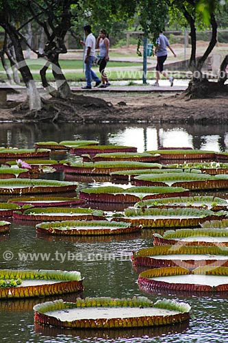  Victoria regia (Victoria amazonica) - also known as Amazon Water Lily or Giant Water Lily
 - El Pantanal Zoo Park  - Trinidad city - Beni department - Bolivia