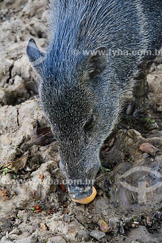  Tapir (Tapirus terrestris) - El Pantanal Zoo Park  - Trinidad city - Beni department - Bolivia