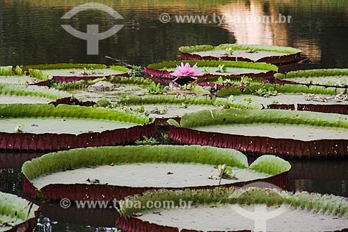  Victoria regia (Victoria amazonica) - also known as Amazon Water Lily or Giant Water Lily
 - El Pantanal Zoo Park  - Trinidad city - Beni department - Bolivia