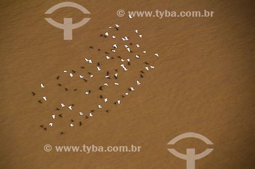  Great egret (Ardea alba) bunch flying over Madeira River  - Porto Velho city - Rondonia state (RO) - Brazil