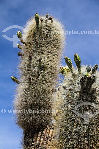  Detail of cactus - Isla Pescado (Fish Island) - also known as Isla Incahuasi  - Potosi department - Bolivia