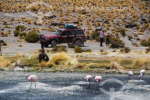  James flamingo (Phoenicoparrus jamesi) on the banks of lagoon - Siloli Desert  - Potosi department - Bolivia