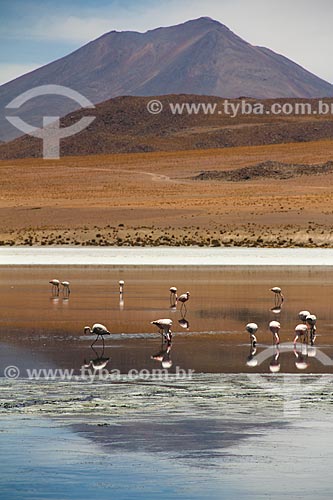 James flamingo (Phoenicoparrus jamesi) on the banks of lagoon - Siloli Desert  - Potosi department - Bolivia