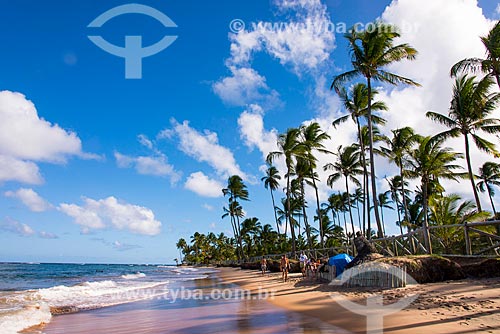 Coconut palm - Taipus de fora beach  - Marau city - Bahia state (BA) - Brazil