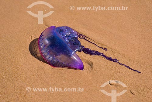  Jellyfish - taipus de fora beach  - Marau city - Bahia state (BA) - Brazil