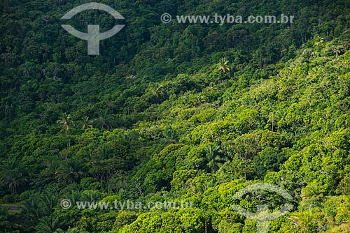  General view of Atlantic Rainforest area  - Urucuca city - Bahia state (BA) - Brazil