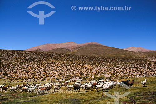  Herd of llama (Lama glama) near to Uyuni Salt Flat  - Potosi department - Bolivia