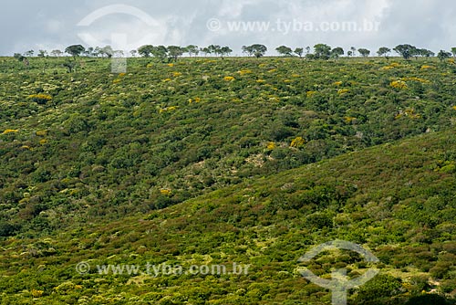  Brazilian agreste vegetation with flowering acacias - rain season  - Buique city - Pernambuco state (PE) - Brazil