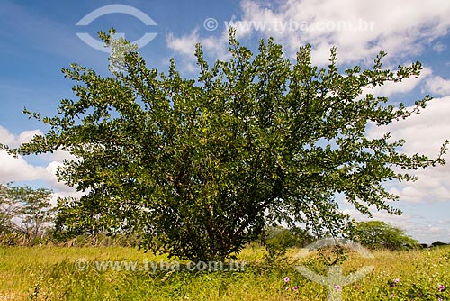  Cnidoscolus quercifolius tree  - Arcoverde city - Pernambuco state (PE) - Brazil