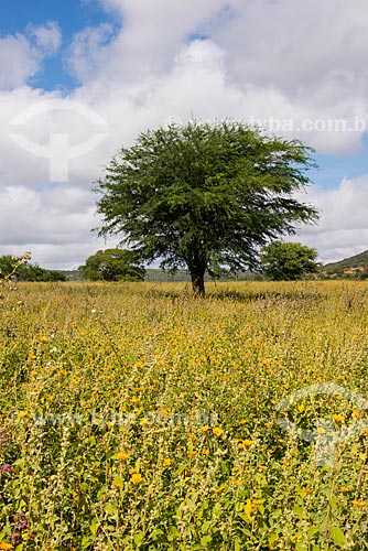  Mesquite Tree (Prosopis juliflora)  - Arcoverde city - Pernambuco state (PE) - Brazil
