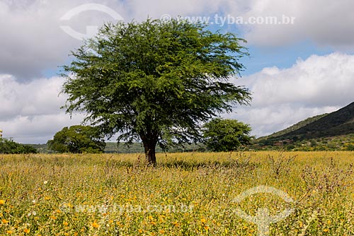  Mesquite Tree (Prosopis juliflora)  - Arcoverde city - Pernambuco state (PE) - Brazil