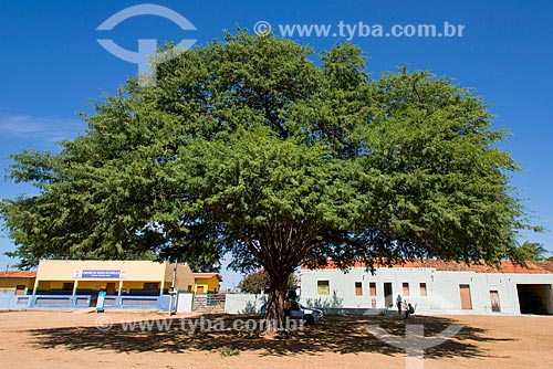  Mesquite Tree (Prosopis juliflora)  - Cedro city - Pernambuco state (PE) - Brazil