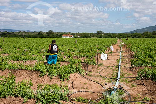  Rural worker applying fertilizer in irrigated planting of roma tomato - Backwood of Pernambuco  - Arcoverde city - Pernambuco state (PE) - Brazil