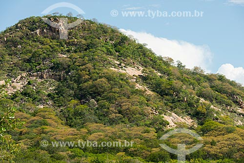  Brazilian agreste vegetation - Serrote de Boi locality - rain season  - Serra Talhada city - Pernambuco state (PE) - Brazil