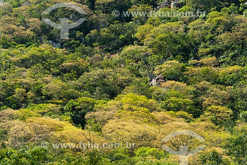  Brazilian agreste vegetation during the rain season  - Serra Talhada city - Pernambuco state (PE) - Brazil