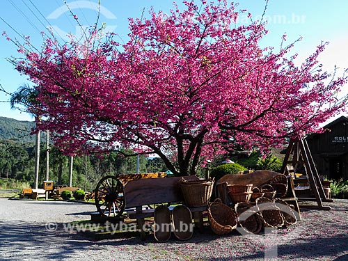  Handicraft in wicker under cherry-tree  - Canela city - Rio Grande do Sul state (RS) - Brazil