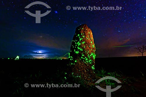  Termite mound with bioluminecense - larvae of the click-beetle Pyrearinus termitilluminans - on humid nights, warm, moonless and no wind, larvae appear on the outside of the tunnel, lit, attracting small insects to prey them  - Mineiros city - Goias state (GO) - Brazil