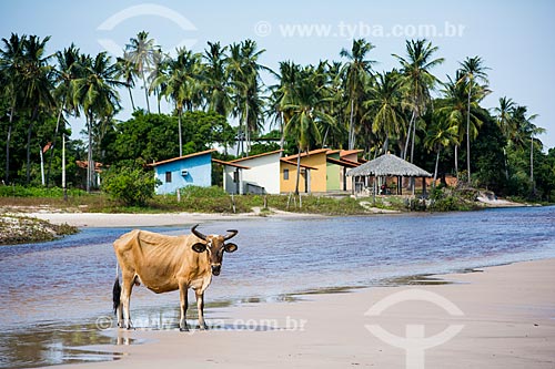  Ox - waterfront of Santo Amaro do Maranhao city  - Santo Amaro do Maranhao city - Maranhao state (MA) - Brazil