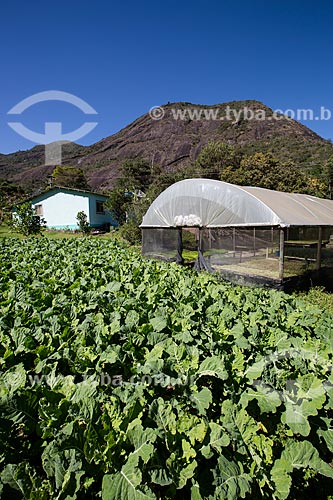  Planting of kale - Sao Joao Farm (old Bonfim Farm) - near to Serra dos Orgaos National Park  - Petropolis city - Rio de Janeiro state (RJ) - Brazil