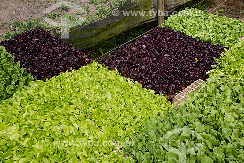  Planting of curly lettuce and purple lettuce - Sao Joao Farm (old Bonfim Farm)  - Petropolis city - Rio de Janeiro state (RJ) - Brazil