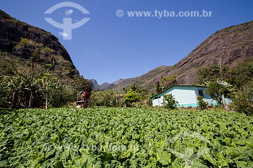  Planting of kale - Sao Joao Farm (old Bonfim Farm) - near to Serra dos Orgaos National Park  - Petropolis city - Rio de Janeiro state (RJ) - Brazil