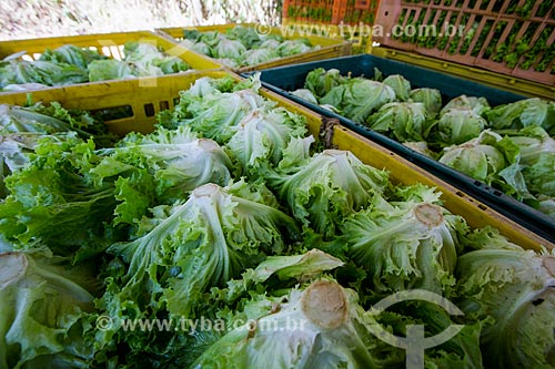  Lettuces ready to transport - Sao Joao Farm (old Bonfim Farm)  - Petropolis city - Rio de Janeiro state (RJ) - Brazil