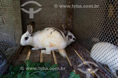  Raising of rabbits - Sao Joao Farm (old Bonfim Farm)  - Petropolis city - Rio de Janeiro state (RJ) - Brazil