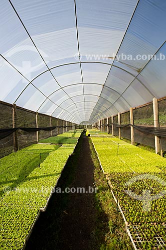  Greenhouse with seeding of letucce - to the left - and mustard - to the right  - Petropolis city - Rio de Janeiro state (RJ) - Brazil