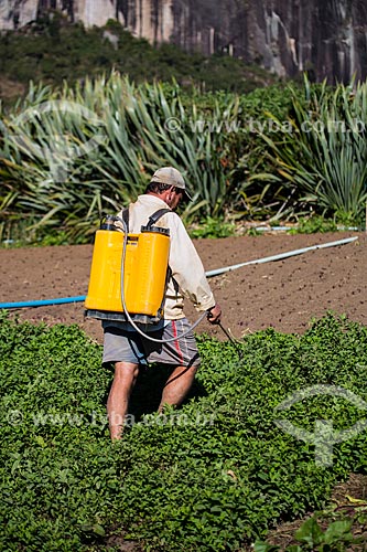  Man applying insecticide on planting mint without protective equipment  - Petropolis city - Rio de Janeiro state (RJ) - Brazil