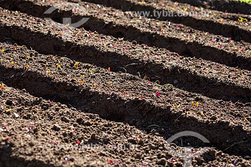  Soil prepared for planting  - Petropolis city - Rio de Janeiro state (RJ) - Brazil