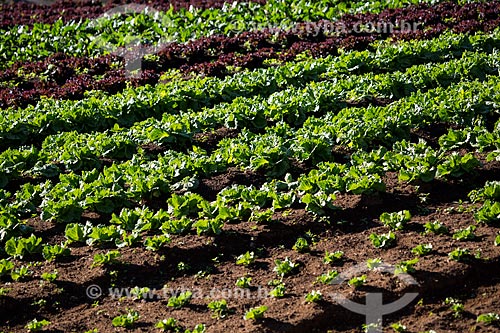  Lettuce plantation near to Serra dos Orgaos National Park  - Petropolis city - Rio de Janeiro state (RJ) - Brazil